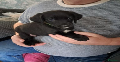 Mixed Breed dogs Lurch x jackapoo - Advert 5