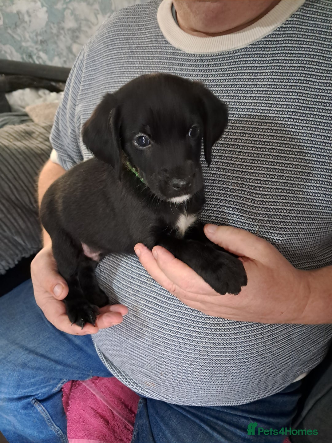 Mixed Breed dogs for sale: Splurcherpoo - Image 4