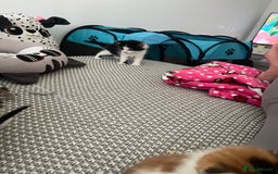 Maine Coon cats for sale: Mainecoon cross kittens - Image 5