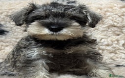 Miniature Schnauzer dogs for sale: Miniature schnauzers pups ready now ❤️ - Image 19