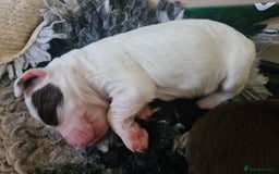 Sprocker dogs for sale: Sprockers  - Image 20