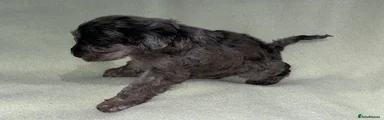 Schnoodle 1