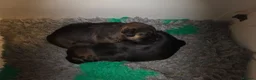 Border Terrier dogs for sale: Superb quality border terriers - Advert 16