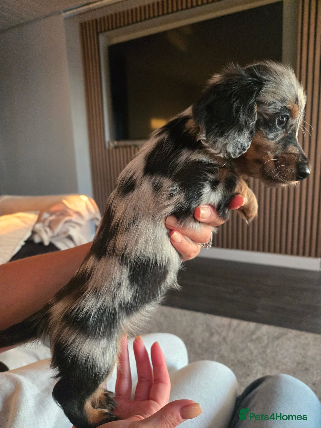 Miniature Dachshund dogs for sale: ✨️Beautiful silver dapple female✨️ - Image 4