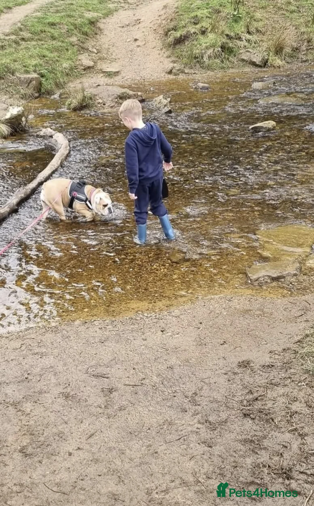 English Bulldog dogs for sale: Meet River our gorgeous 5 year old British Bulldog - Advert 18