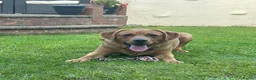 Labrador Retriever dogs for stud: ❗️KC REGISTER FOX RED LABRADOR STUD call name:Kai in Bishop Auckland - Advert 2