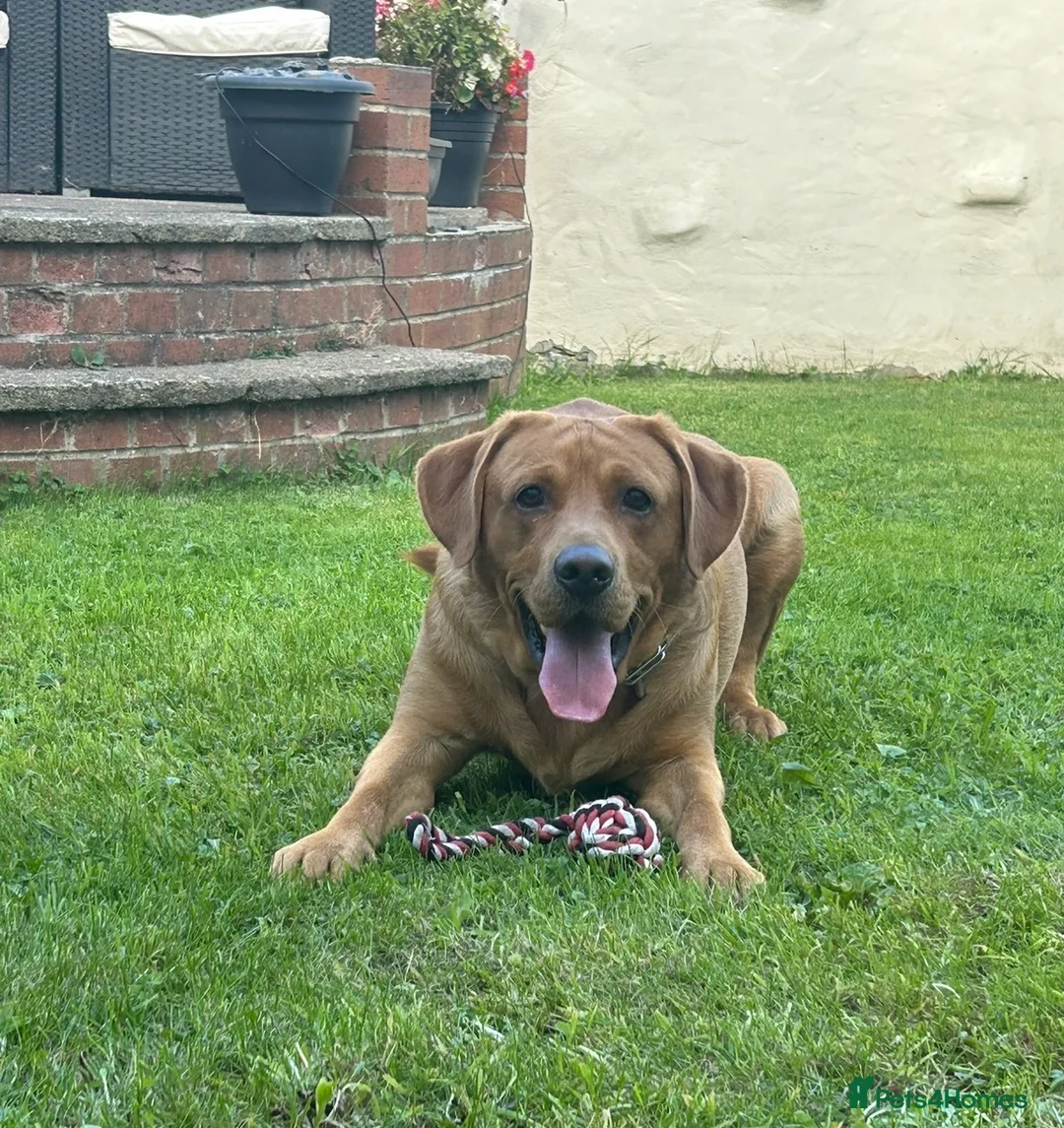 Labrador Retriever dogs for stud: ❗️KC REGISTER FOX RED LABRADOR STUD call name:Kai in Bishop Auckland - Advert 2