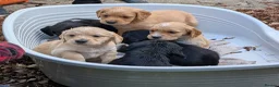 Golden Retriever dogs for stud: KC (red) golden retriever  - Advert 18