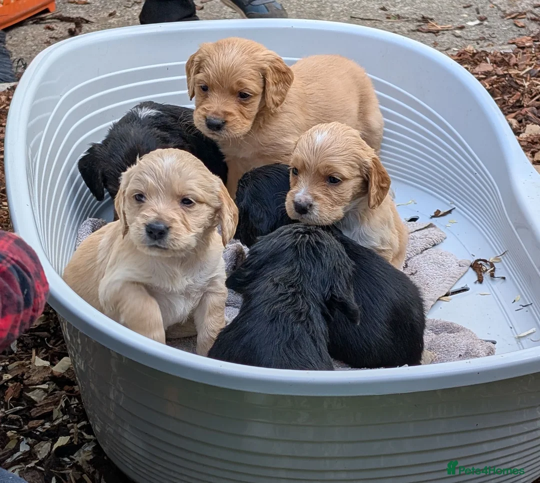 Golden Retriever dogs for stud: KC (red) golden retriever  - Advert 18