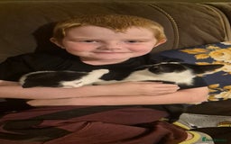 Mixed Breed cats for sale: Felix cats - Image 5