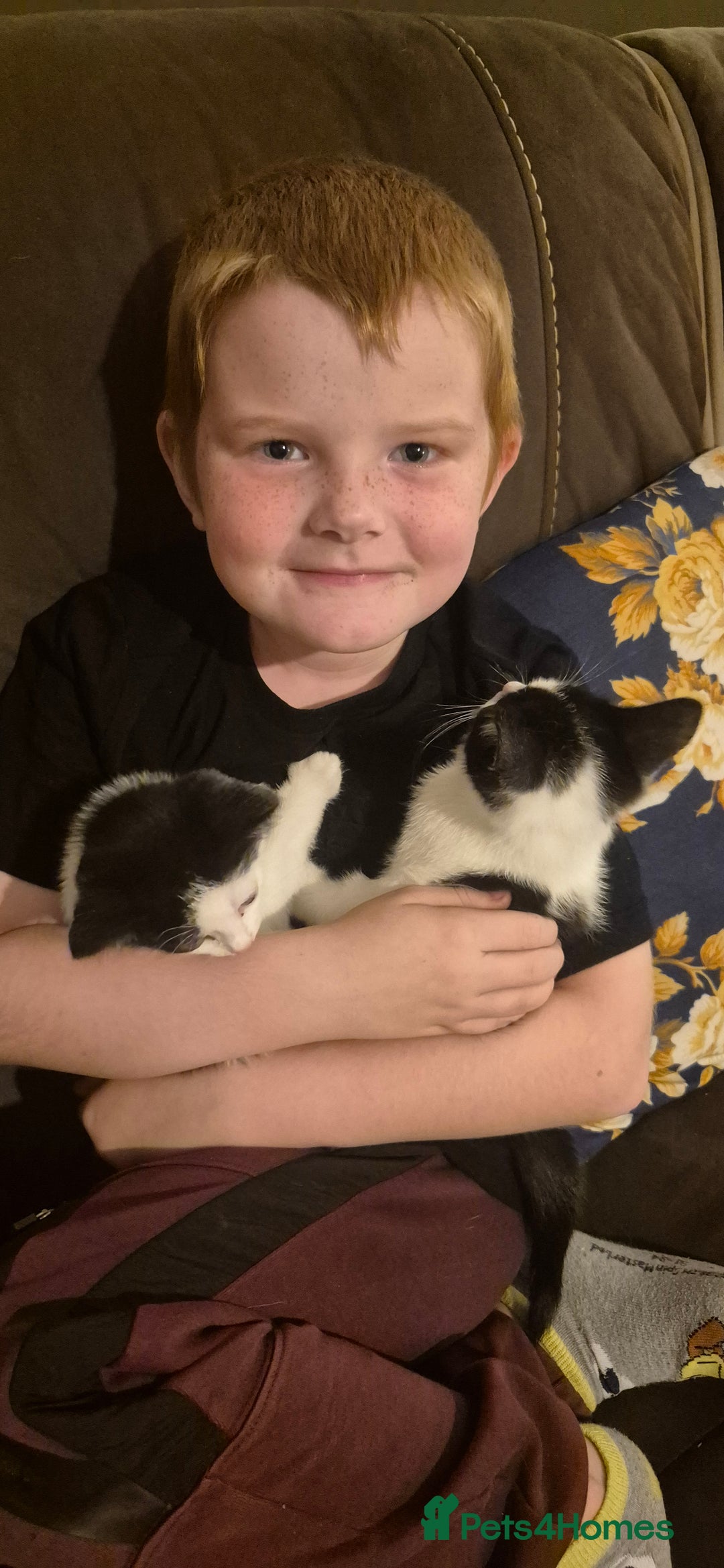 Mixed Breed cats for sale: Felix cats - Image 5