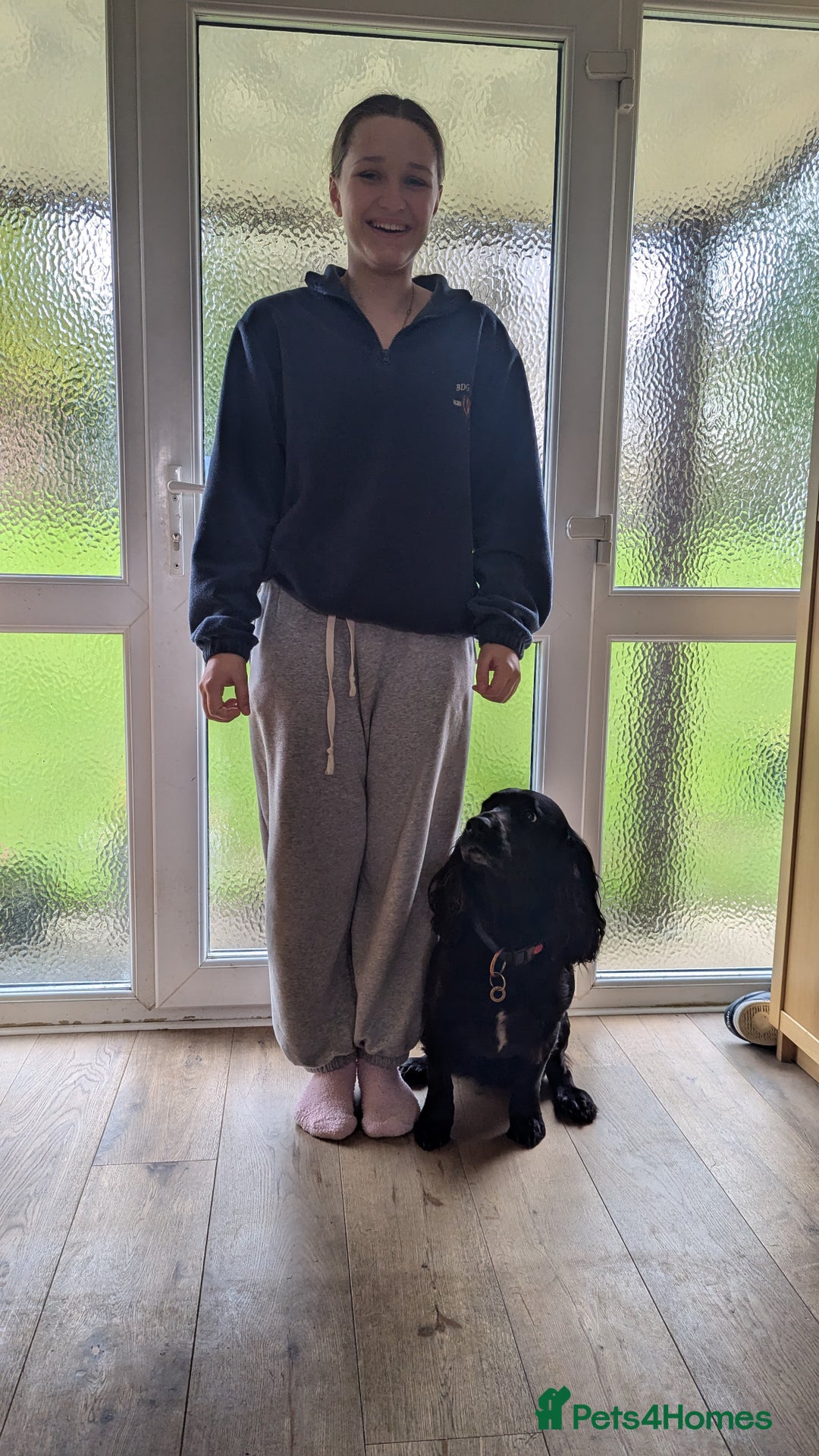 Cocker Spaniel dogs for stud: Cocker Spaniel for stud - Advert 3