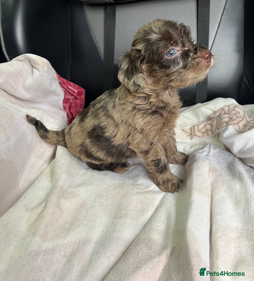 Cockapoo dogs for sale: GORGEOUS F1 MERLE COCKAPOOS HEALTH TESTED PARENTS - Image 21