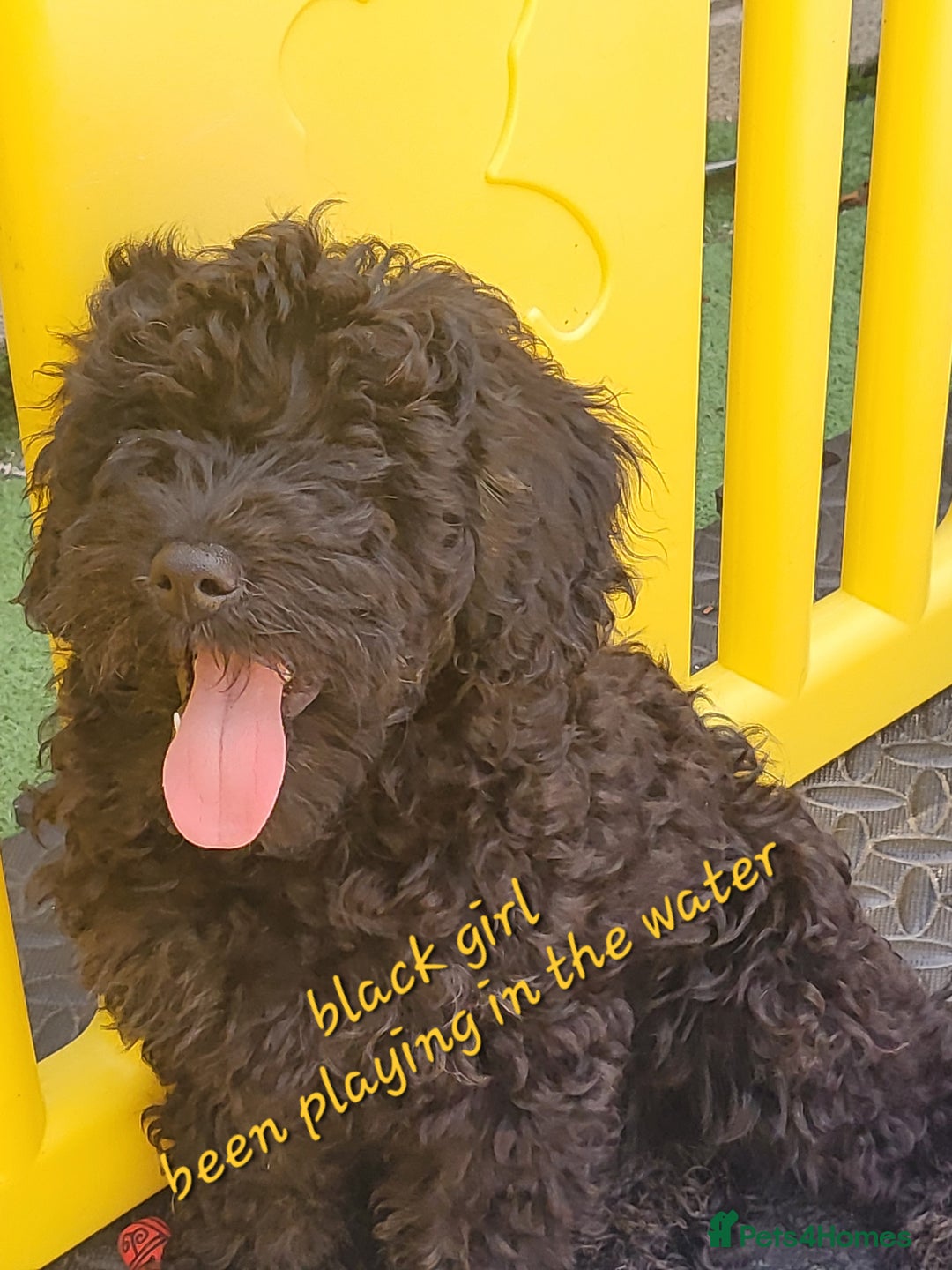 Cavapoo dogs for sale: Adorable F1B cavapoo puppies  - Image 2
