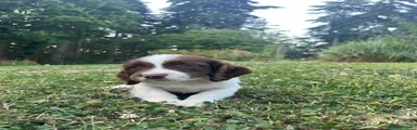 English Springer Spaniel 4