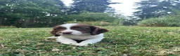 English Springer Spaniel dogs for sale: English Springer Spaniels - Advert 7