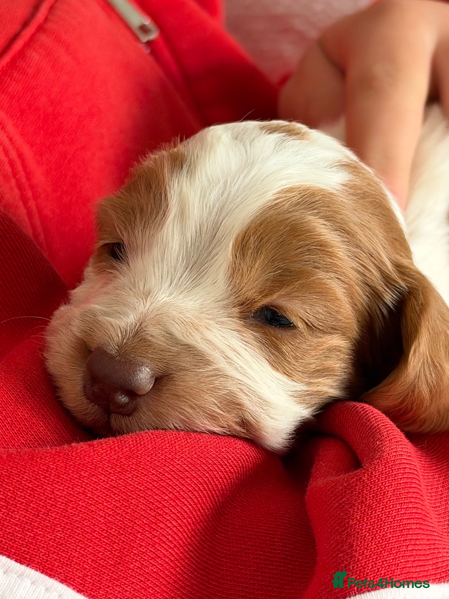 Cocker Spaniel dogs for sale: 🐾❤️ BEAUTIFUL WORKING COCKER SPANIEL PUPPIES ❤️🐾 - Advert 17