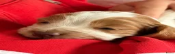 Cocker Spaniel dogs for sale: 🐾❤️ BEAUTIFUL WORKING COCKER SPANIEL PUPPIES ❤️🐾 - Advert 1