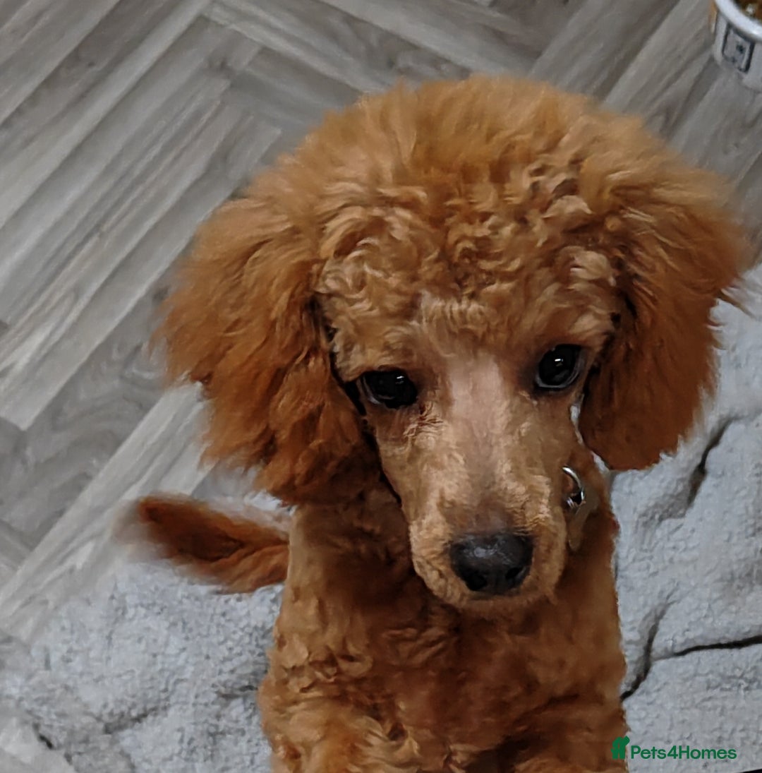 Cavapoo dogs for sale: TOY CAVAPOO DNA TESTED PARENTS AND GRANDPARENTS  - Image 39
