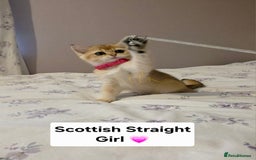 Scottish Fold cats for sale: Purebred Golden chinchilla TICA registered - Image 13