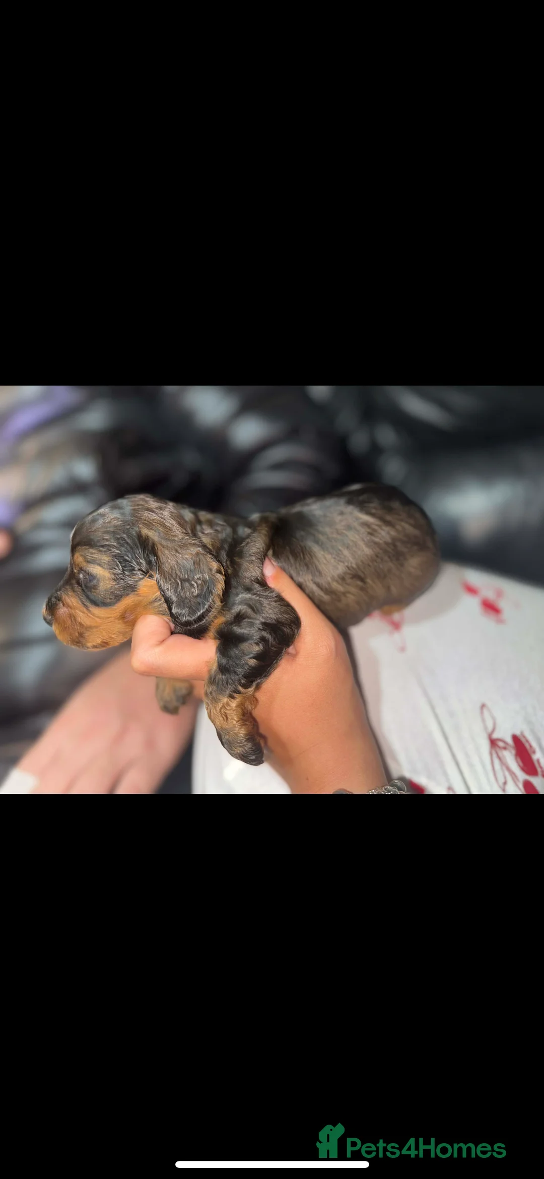 Miniature Poodle dogs for stud:  ⭐️KC PRINCE CHARMING BLUE BOY MINIATURE POODLE⭐️ - Advert 39