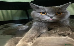 British Shorthair cats for sale: British Shorthair Kittens 🐾💜 - Image 7