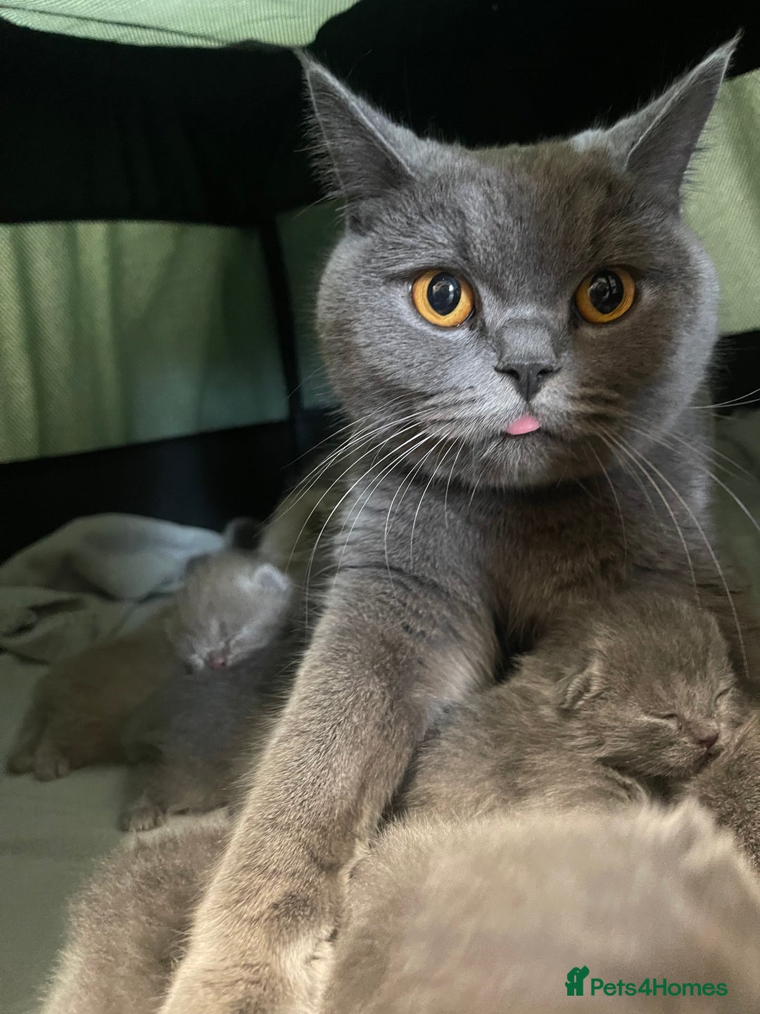 British Shorthair cats for sale: British Shorthair Kittens 🐾💜 - Image 7