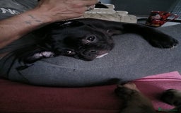 Mixed Breed dogs for sale: Heavy heart  - Image 2