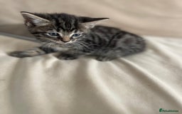 European cats for sale: Kittens for sale - Image 8