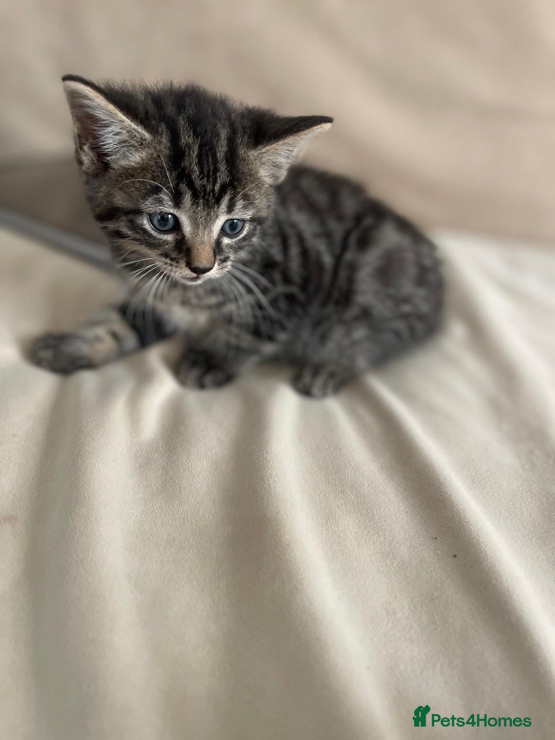 European cats for sale: Kittens for sale - Image 8