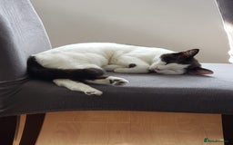 Ragdoll cats for sale: Beautiful shorthaired snowshoe mixed breed - Image 5