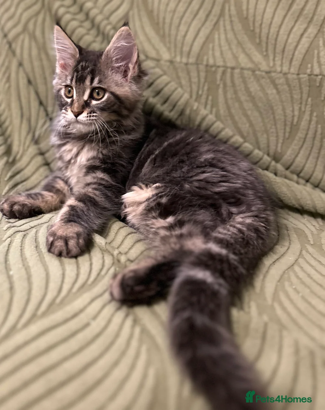 Maine Coon cats for stud: Beautiful Mainecoon Boy.  - Advert 2