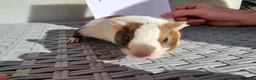 Guinea Pig rodents for sale: Baby Guinea Pigs  in Usk - Advert 25