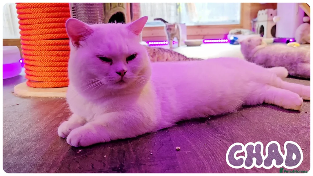 Munchkin cats for stud: Munchkin British Shorthair White - Advert 2