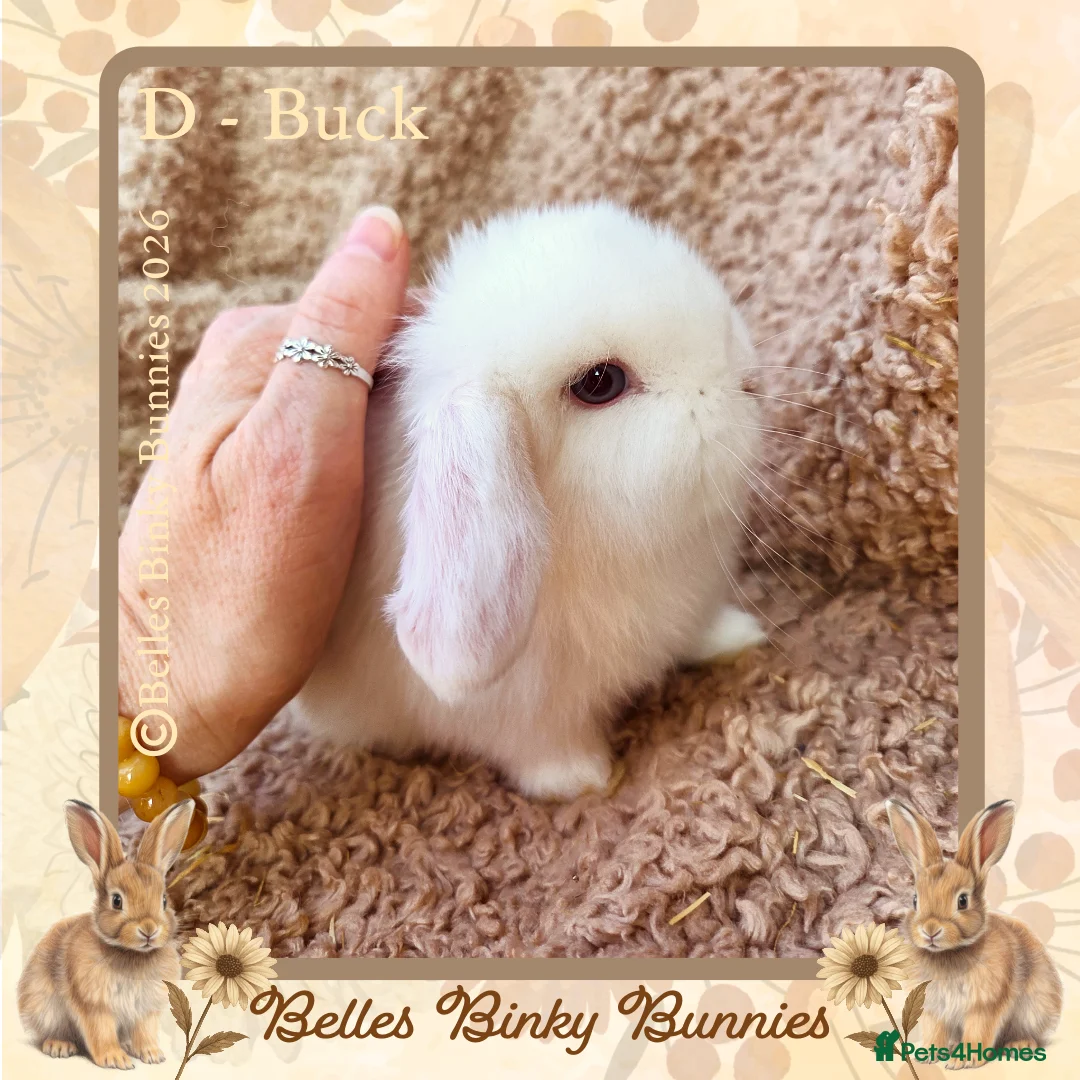 Mini Lop rabbits for sale: 🌷 Ready 3rd April 🌷Adorable Baby Mini Lops 🌷 - Advert 2
