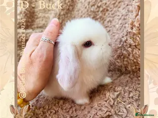 Mini Lop rabbits 🌷 Ready 3rd April 🌷Adorable Baby Mini Lops 🌷 - Advert 17