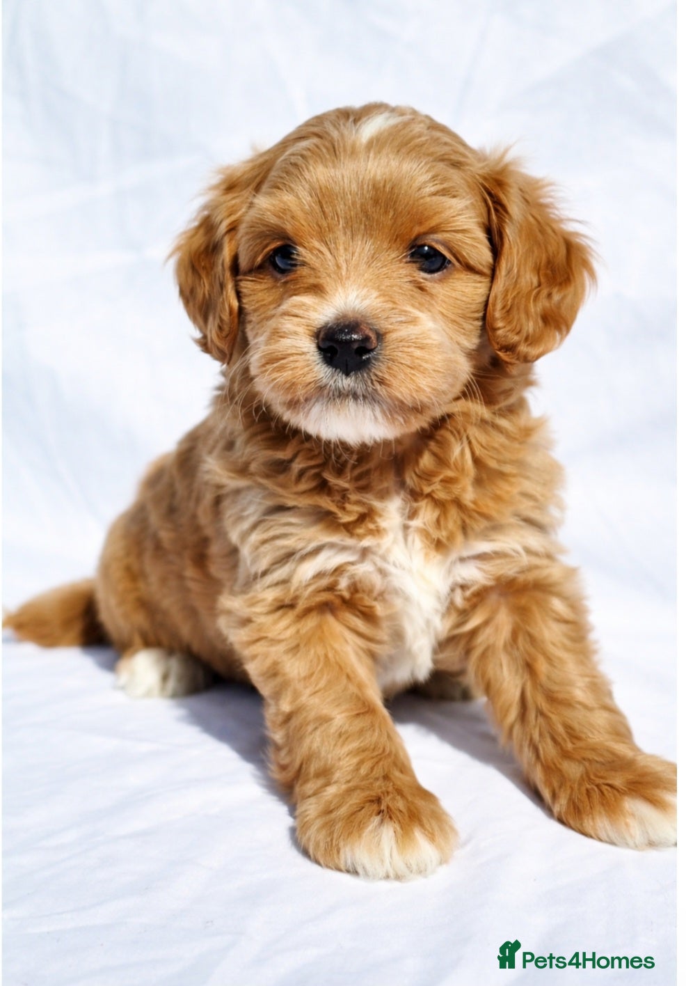 Labradoodle dogs  Australian labradoodles miniature  - Advert 15