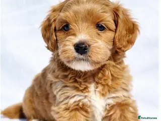 Labradoodle dogs Australian labradoodles miniature - Advert 15