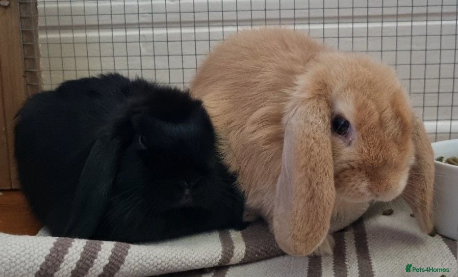 Mini Lop rabbits Two delightful mini hops seek a forever home - Advert 1