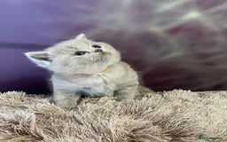 British Shorthair cats for sale: Champion Sired GCCF British Shorthair Kittens - Image 5