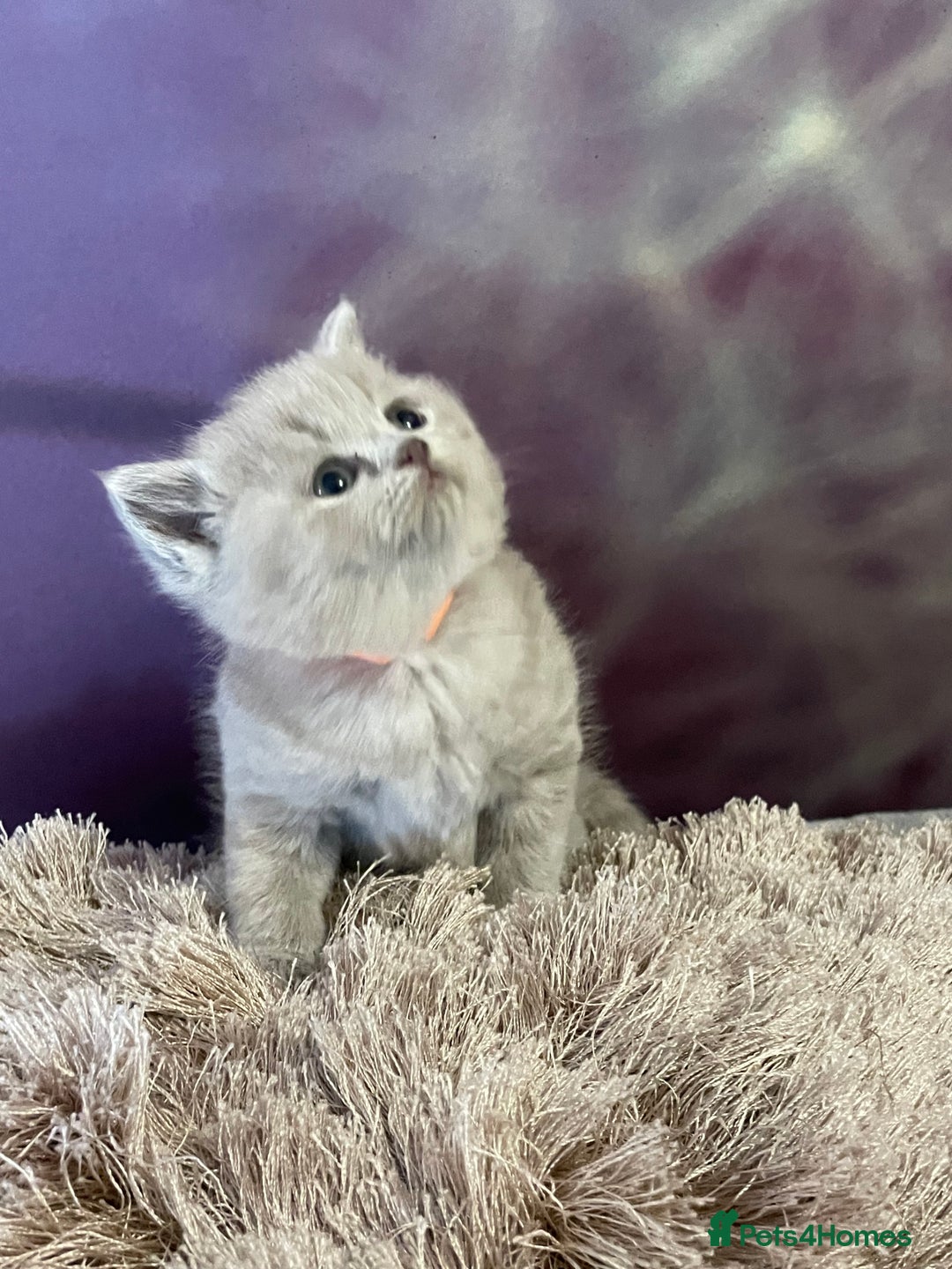 British Shorthair cats for sale: Champion Sired GCCF British Shorthair Kittens - Image 5