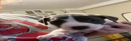 Staffordshire Bull Terrier dogs for sale: Blue staffie puppies  - Advert 6