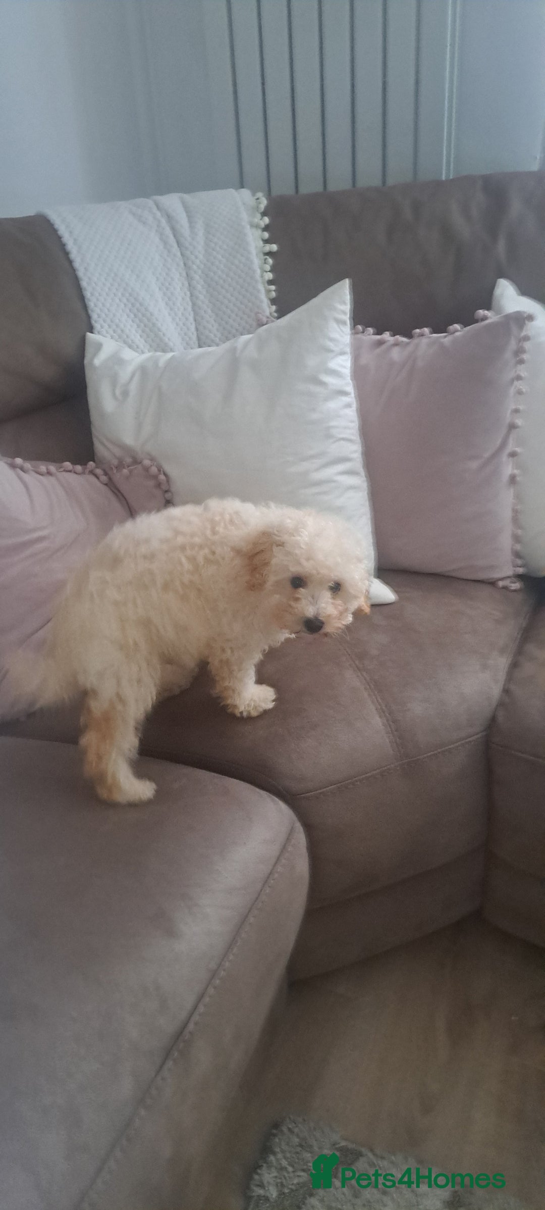 Toy Poodle dogs for sale: Toy male poodle - Advert 4