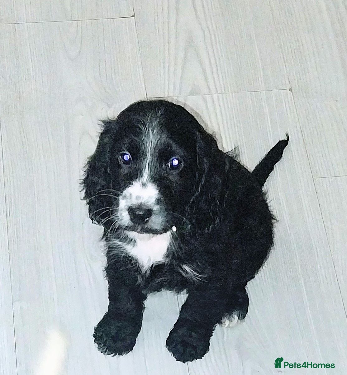 Cockapoo dogs F1b black cockapoo puppie READY TO LEAVE - Advert 2