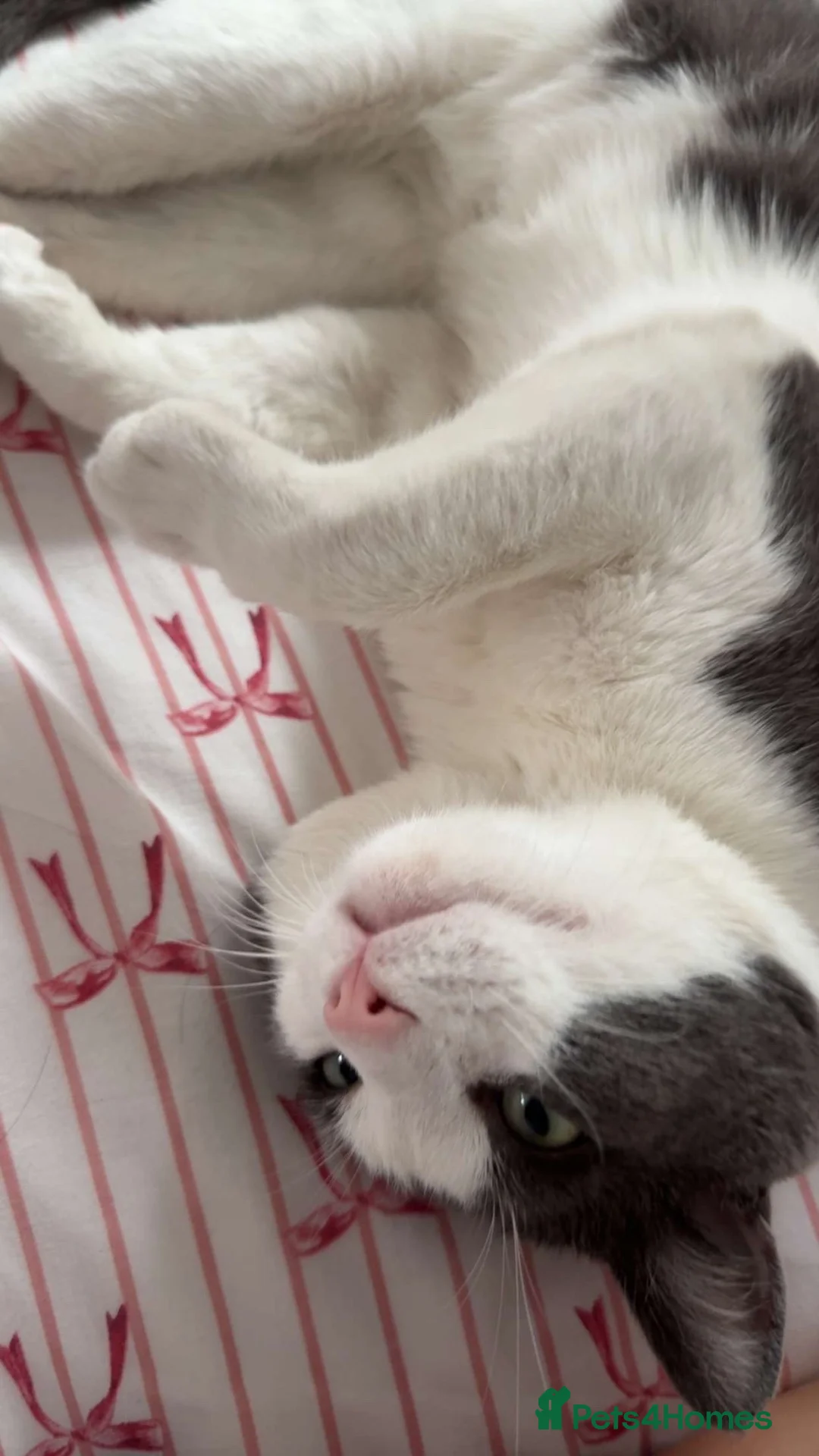 British Shorthair cats for sale: Mixed British Shorthair   in Greenford - Advert 4