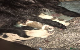 Mixed Breed dogs for sale: JACK RUSSELL CROSS PUPPY  - Image 3