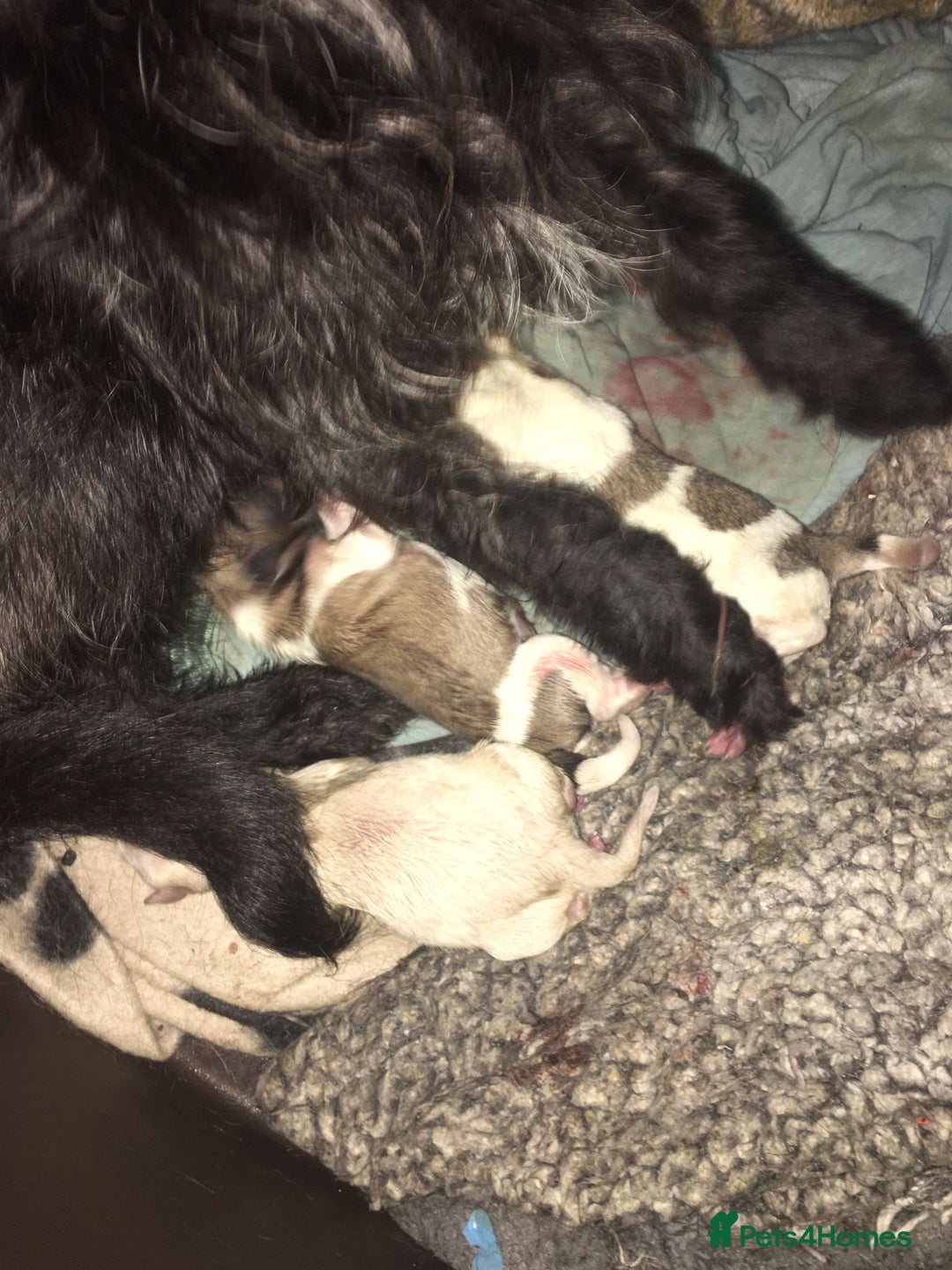 Mixed Breed dogs for sale: JACK RUSSELL CROSS PUPPY  - Image 3