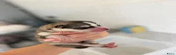 Siberian Husky dogs for sale: BEAUTIFUL KC REGISTERED SIBERIAN HUSKY PUPPIES - Advert 15