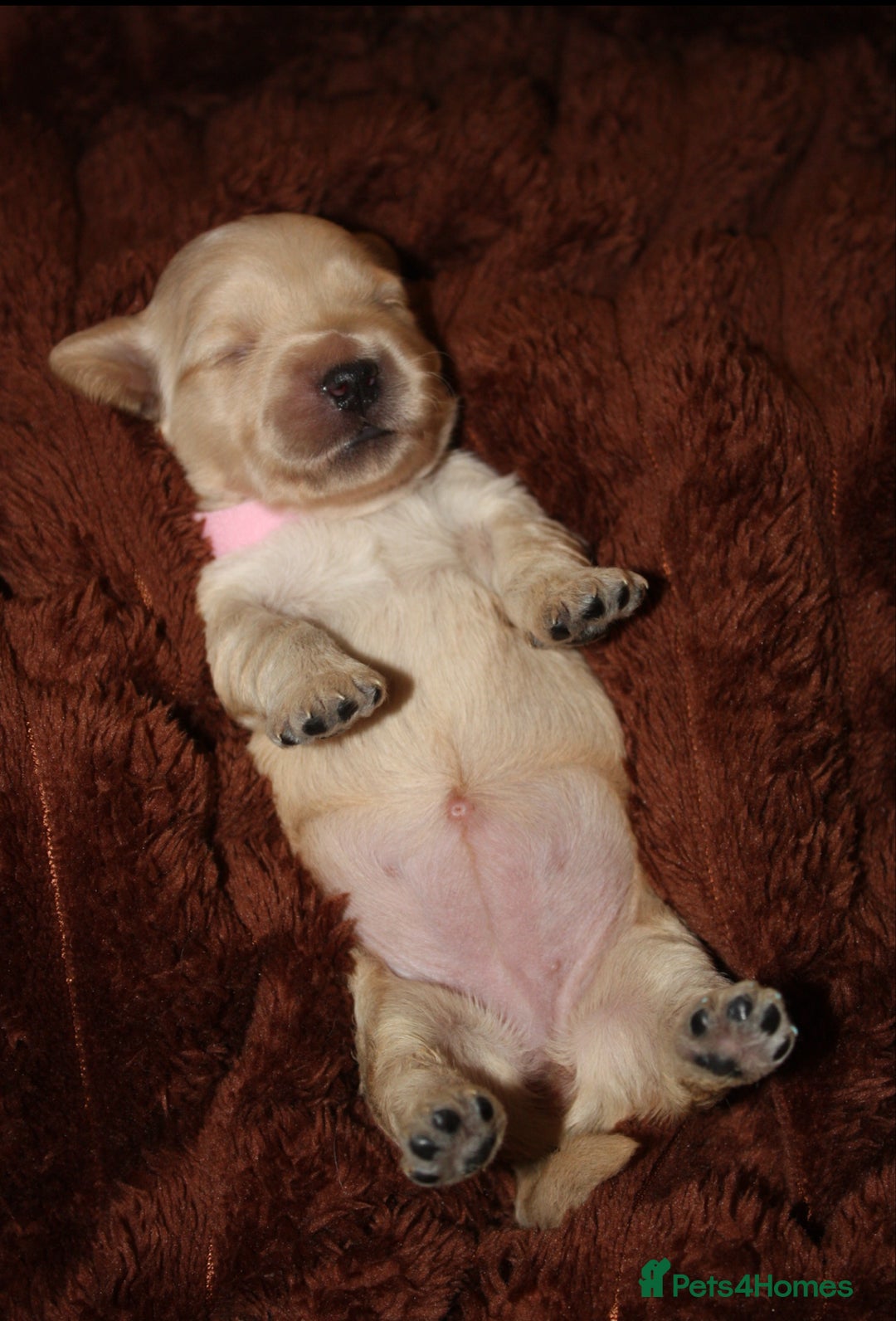 Goldendoodle dogs for sale: F1 Miniature goldendoodles  - Advert 12