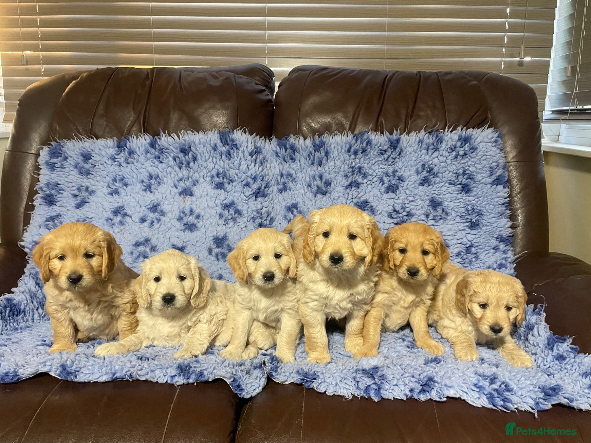 Mini Goldendoodle dogs Mini Goldendoodles. Pedigree health tested parents - Advert 2